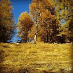 La magia del bosco…